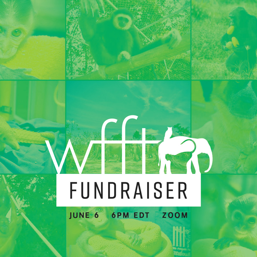 Wildlife Friends Foundation Thailand Fundraiser social media zoom graphic