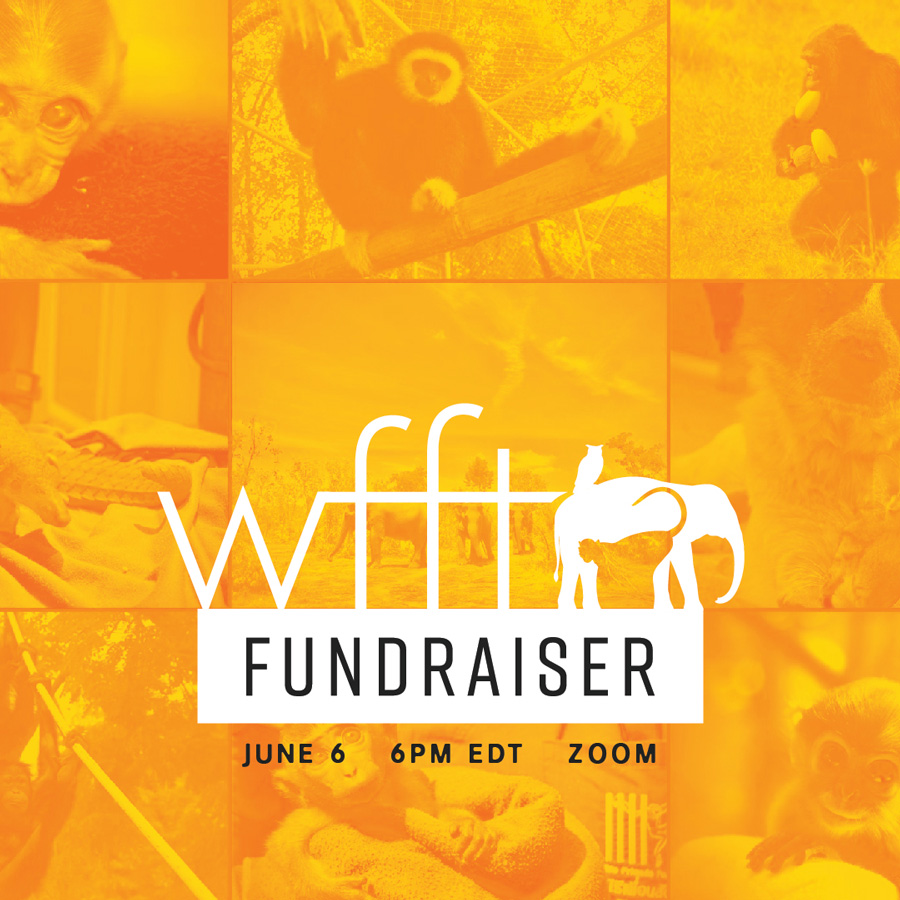 Wildlife Friends Foundation Thailand Fundraiser social media zoom graphic