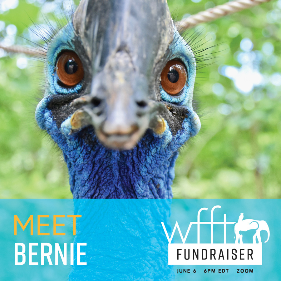 Wildlife Friends Foundation Thailand Fundraiser "Bernie" social media graphic