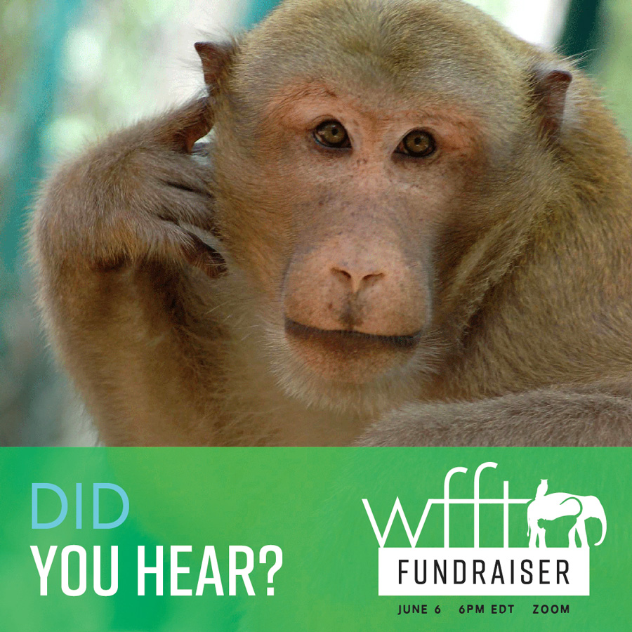 Wildlife Friends Foundation Thailand Fundraiser "Did you hear?" social media graphic