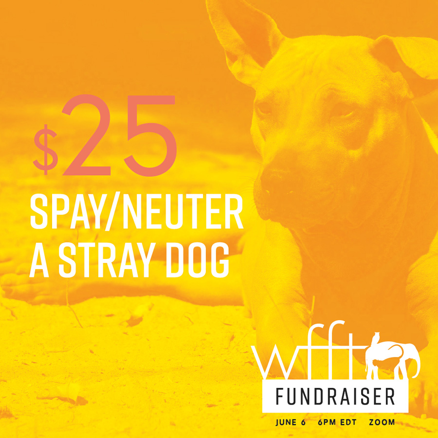 Wildlife Friends Foundation Thailand Fundraiser dog social media graphic