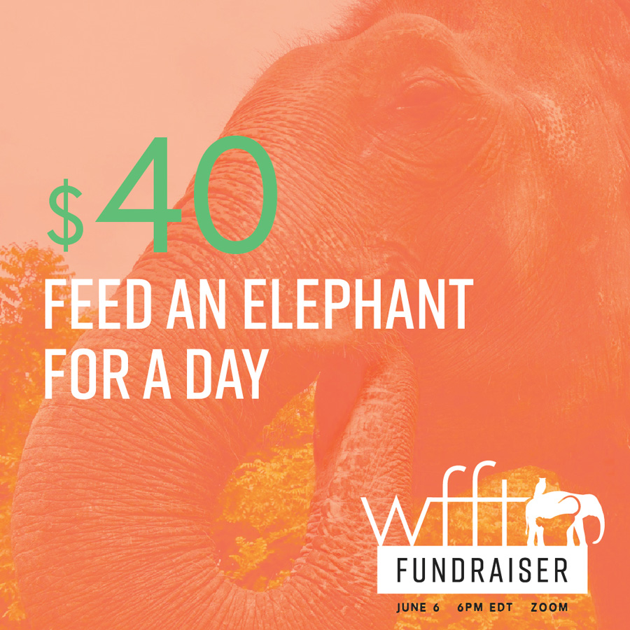 Wildlife Friends Foundation Thailand Fundraiser elephant social media graphic