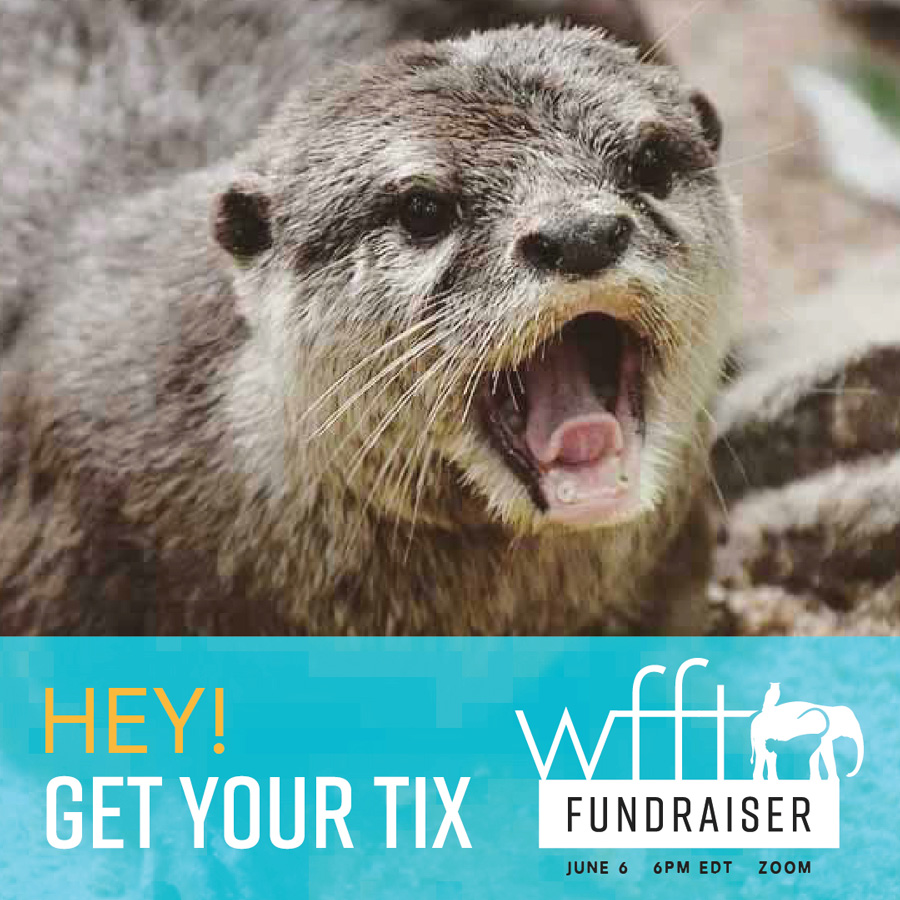 Wildlife Friends Foundation Thailand Fundraiser "Get your tickets" social media graphic