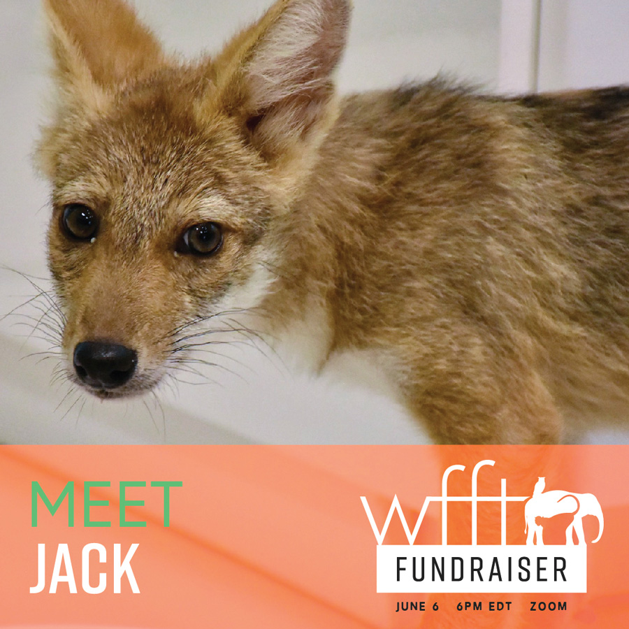 Wildlife Friends Foundation Thailand Fundraiser "Jack" social media graphic