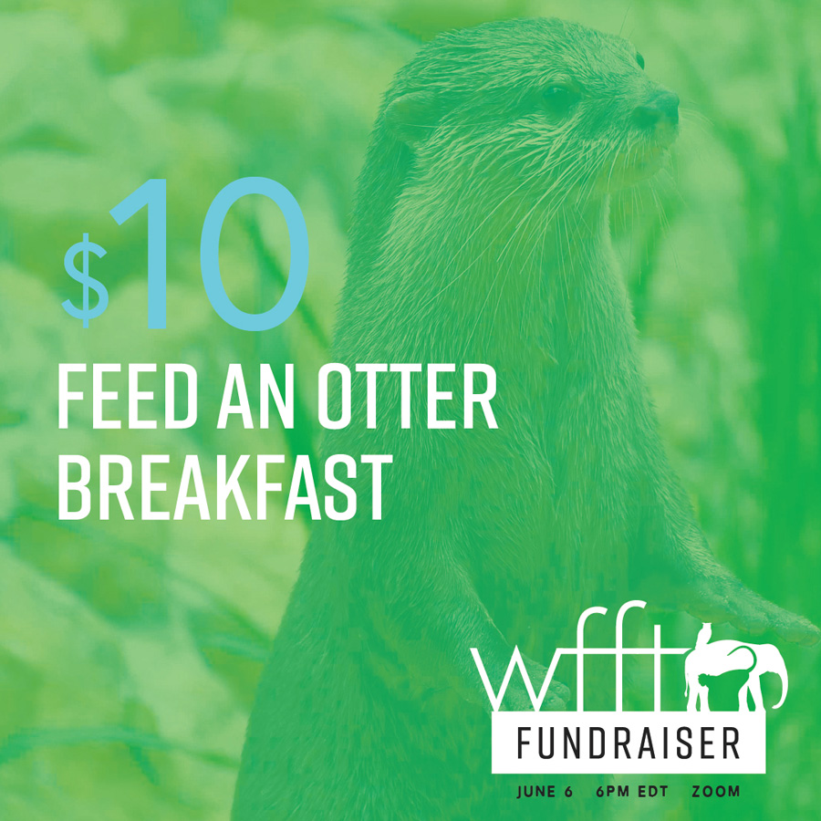 Wildlife Friends Foundation Thailand Fundraiser otter social media graphic