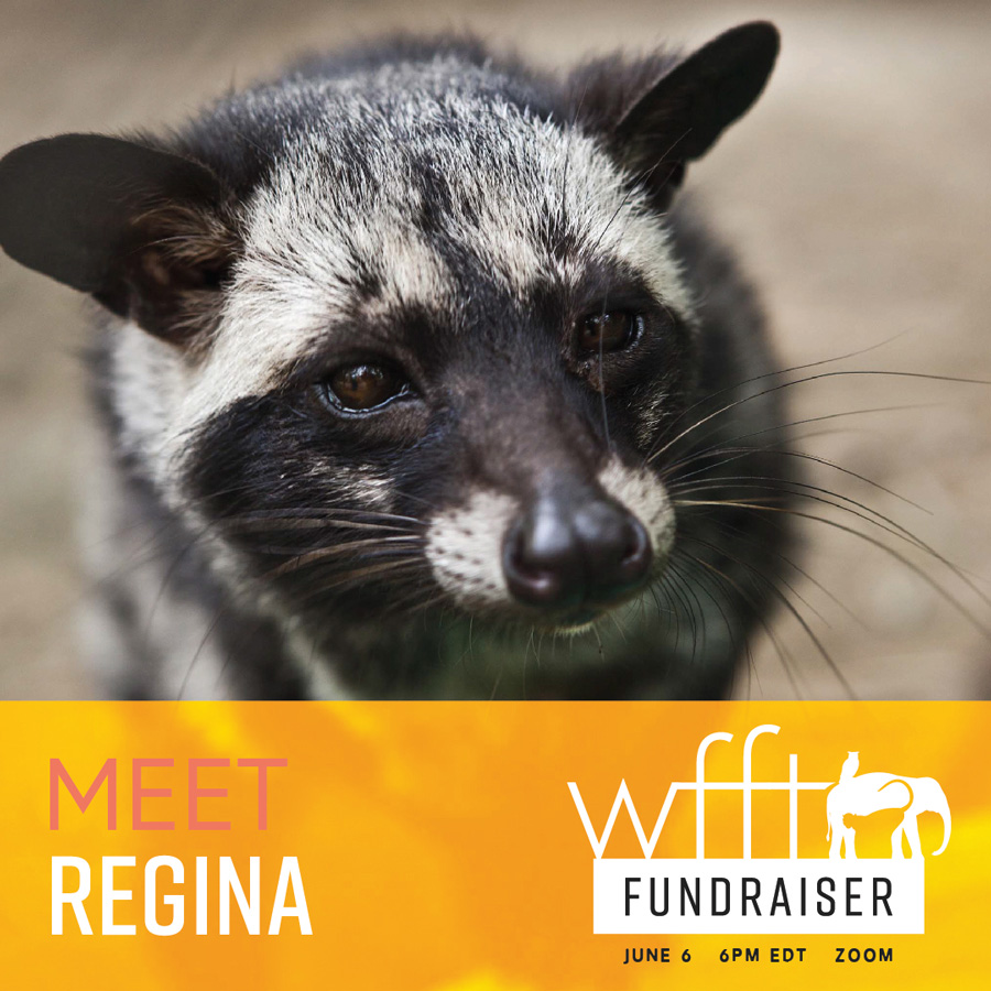 Wildlife Friends Foundation Thailand Fundraiser "Regina" social media graphic