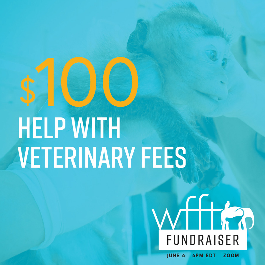 Wildlife Friends Foundation Thailand Fundraiser veterinary social media graphic